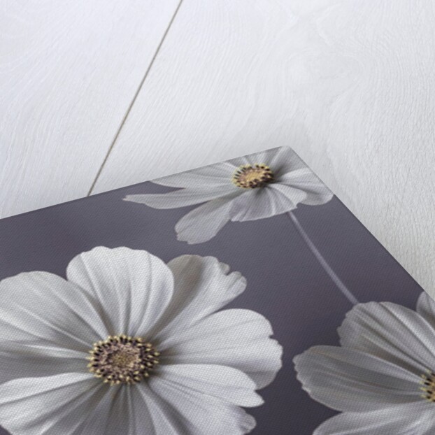 Cosmos flowers by Assaf Frank